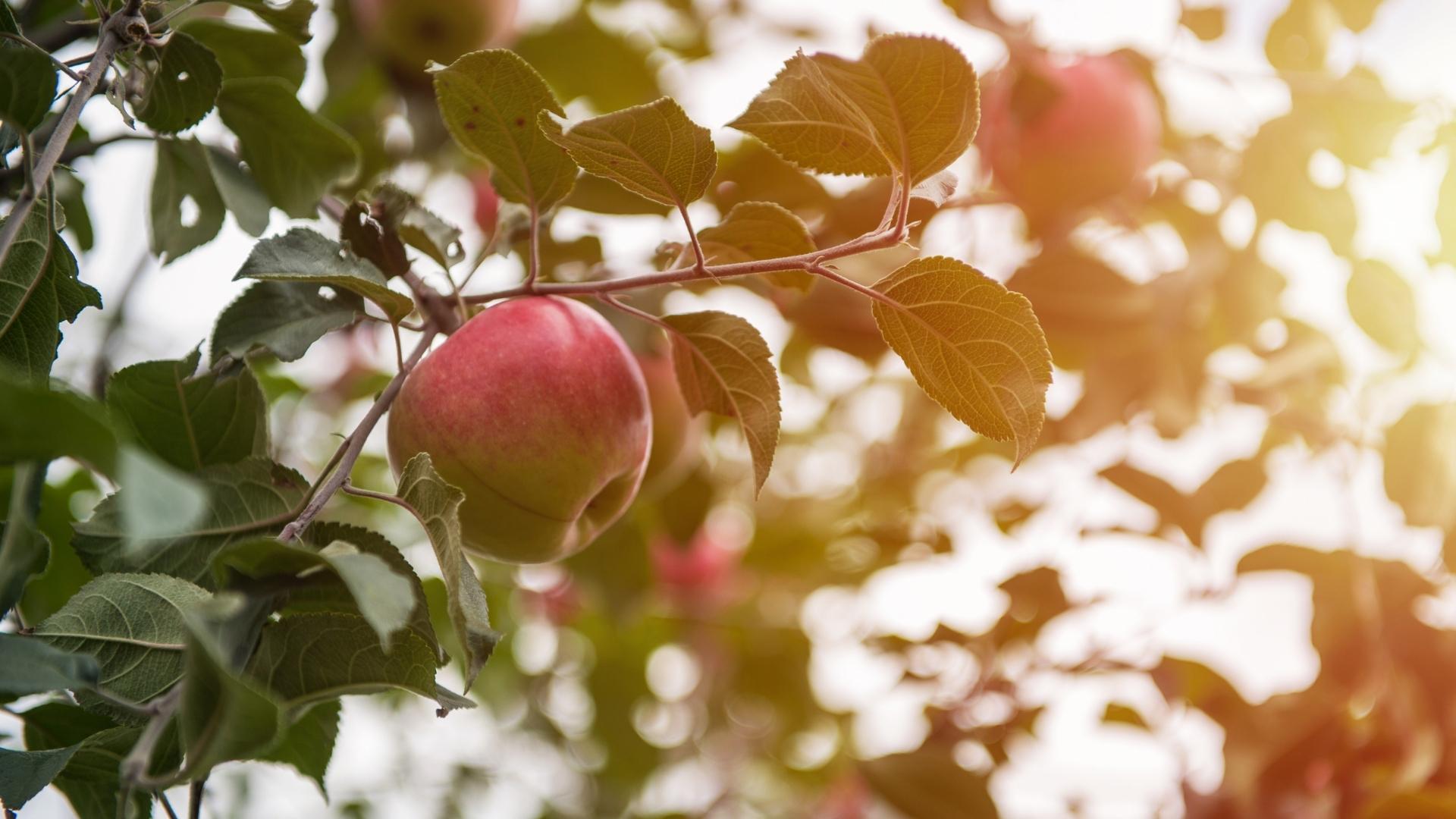 A closeup of an apple tree featuring red apples in sunlight.