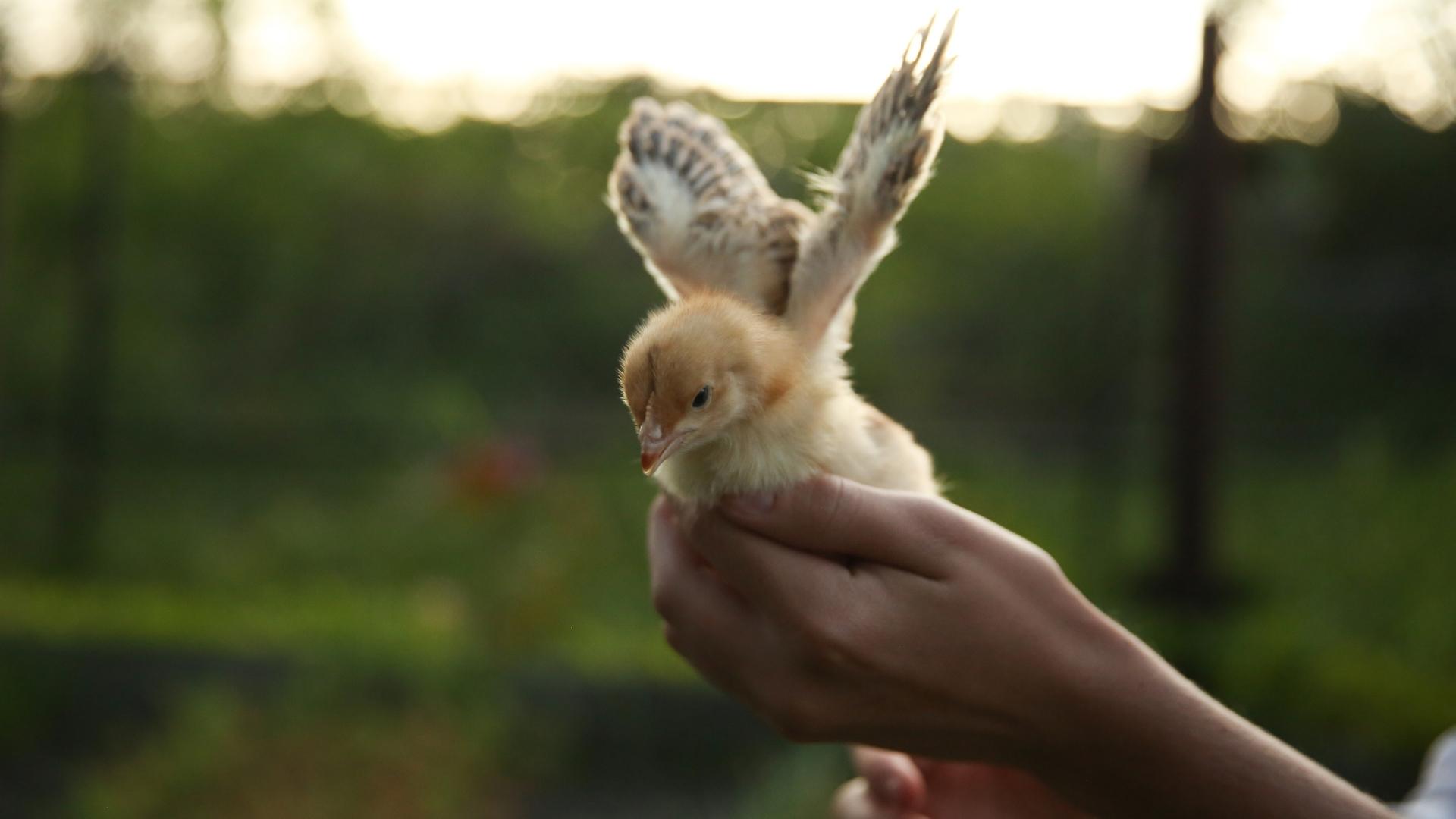 A closeup of a hand holding a baby chick spreading its wings.