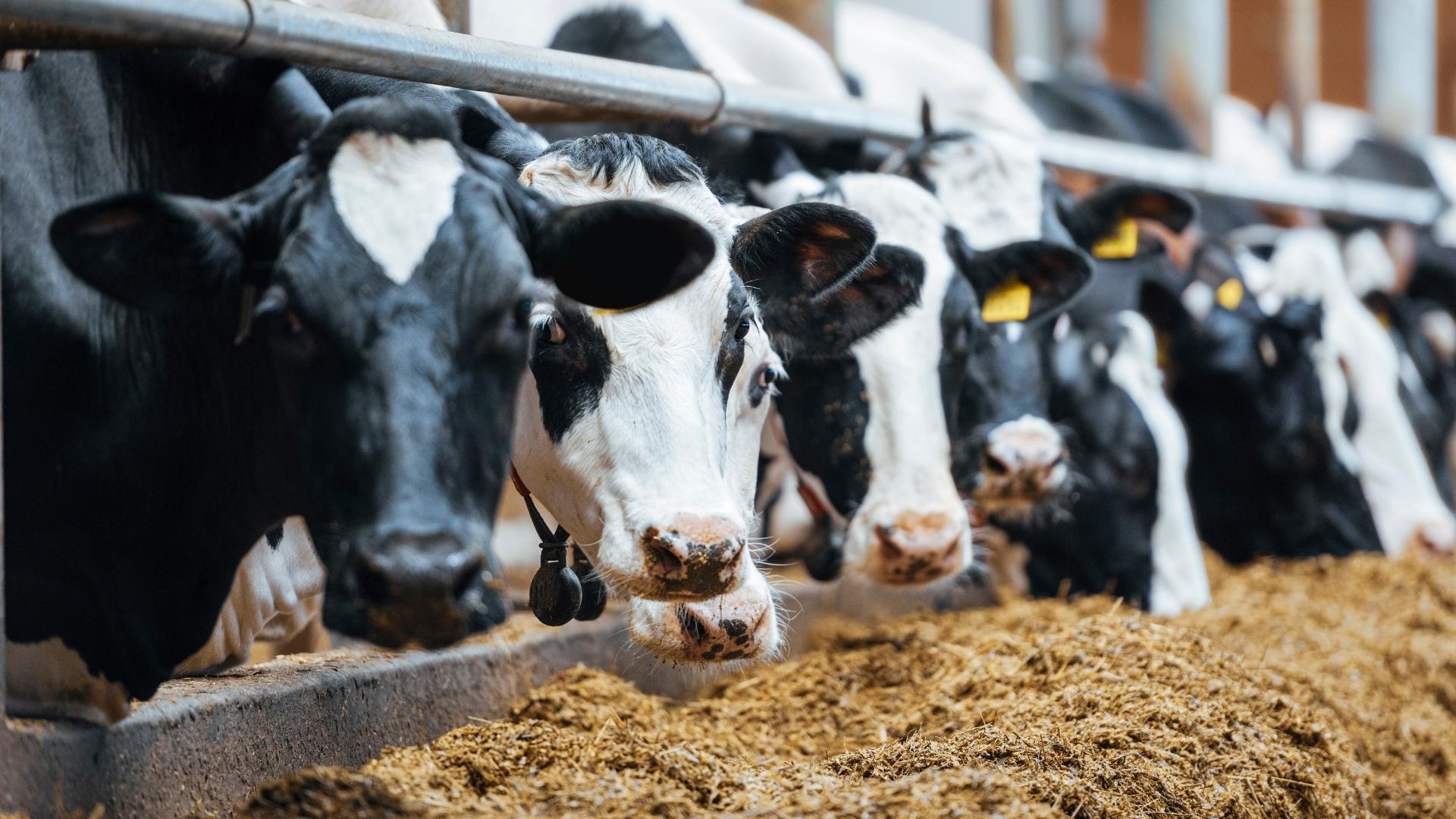 A row of cows feeding in a closed pen, their heads pushing through a bar to reach their feed.
