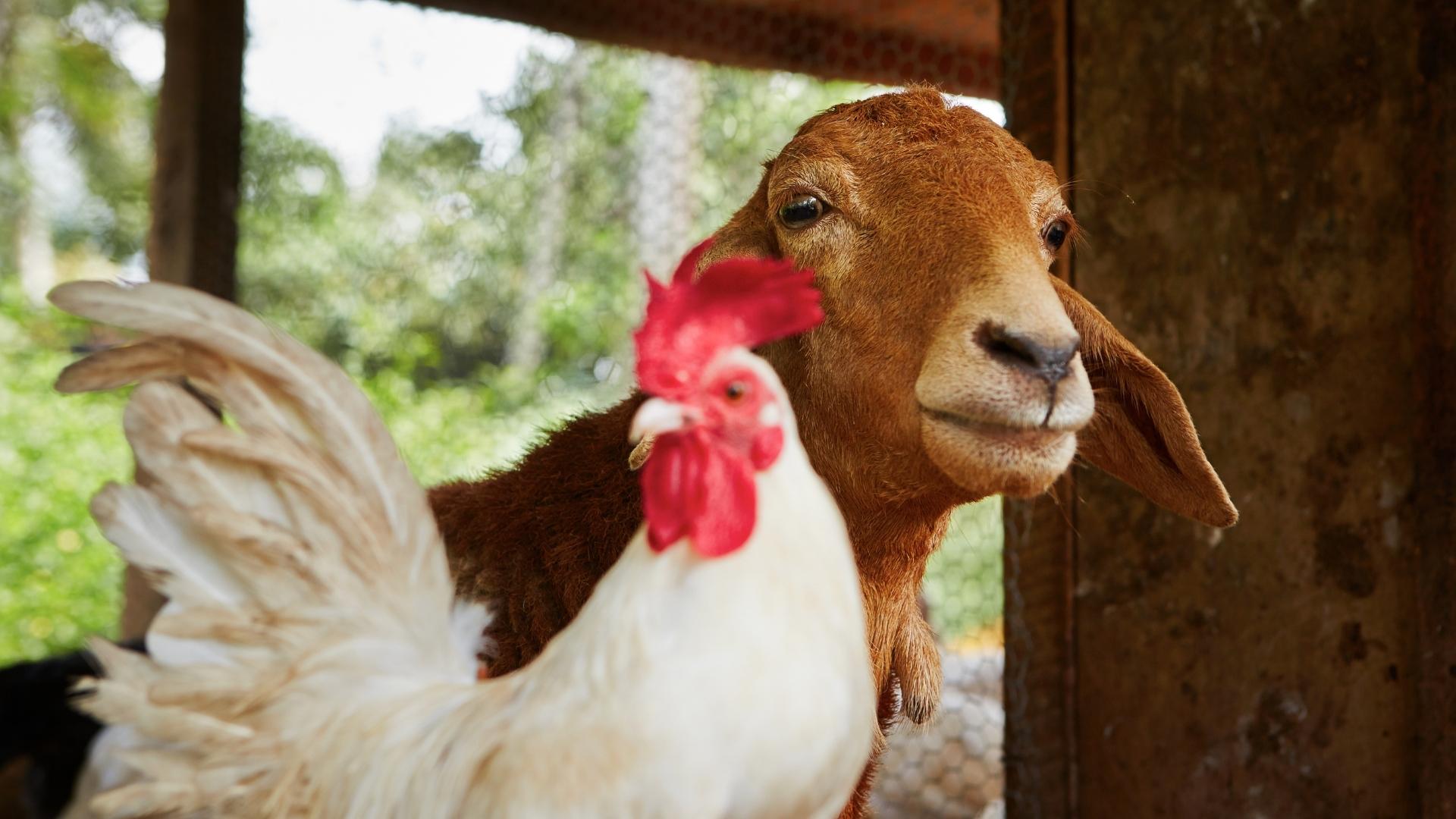 A picture of a goat and a rooster next to each other with a chicken wire fence in the background.