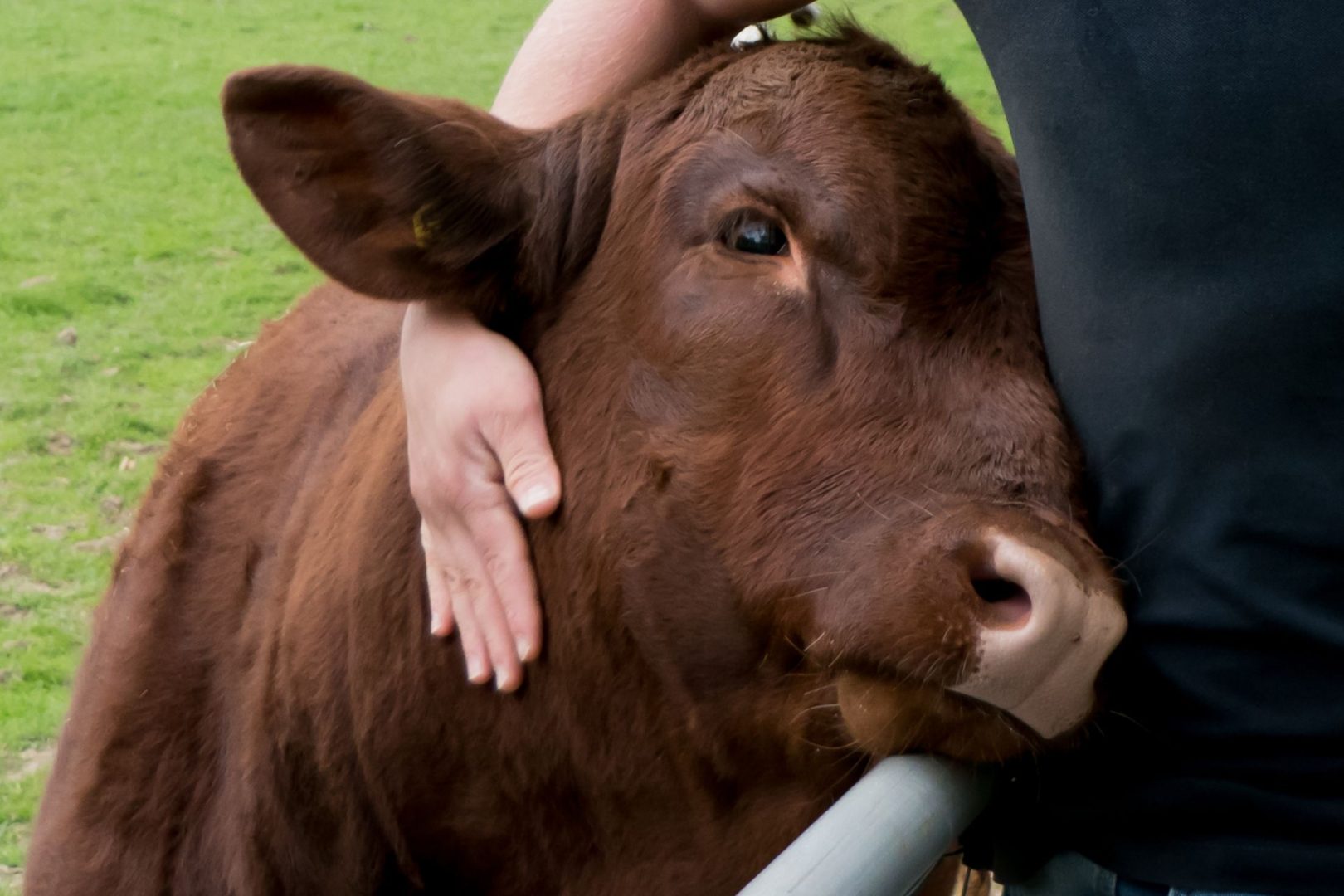 A closeup of a brown cow, a person's hand wrapped around it lovingly.
