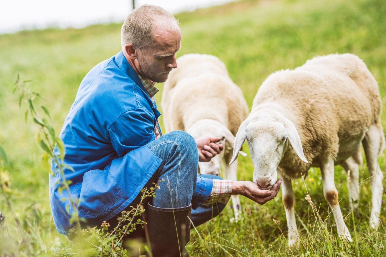 A man in denim crouching in a grassy field, feeding two sheep with food in his hand.